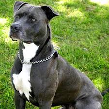 pitbull american bulldog