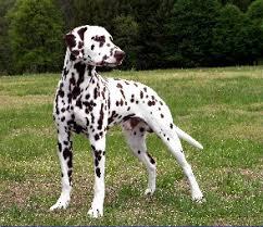 dalmatians