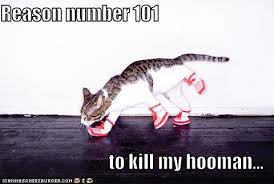 funny cat videos youtube