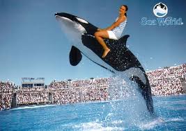 Shamu Walking the Runway?