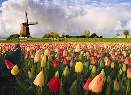 tulips