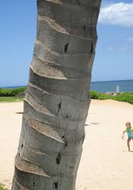 palm tree trunk