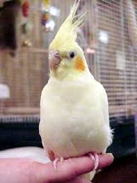 cockatiel