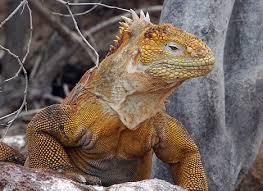 pet iguana pictures