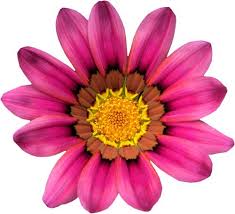 free flower clip art