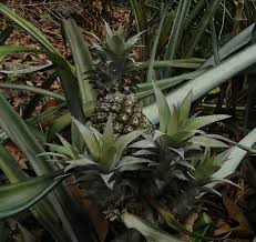 pictures pineapple plants