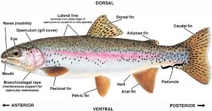 rainbow trout pictures