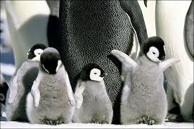 baby penguins