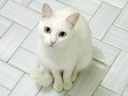 white cat picture