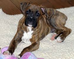 brindle boxer