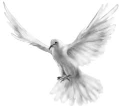 White Pigeon