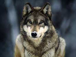 Gray wolves once populated