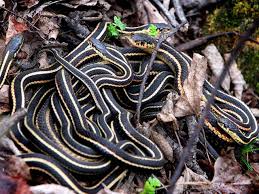 snake pictures