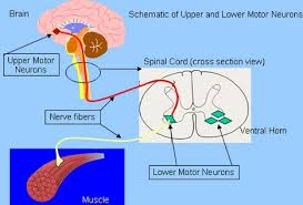 Disease Process of ALS