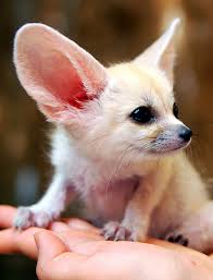 fennec foxes