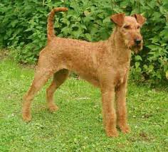 Irish Terrier puppies for sale