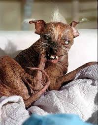 worlds ugliest dog