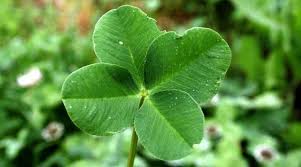 four leaf clover plants