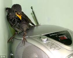 pictures wild baby birds