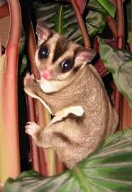 opossum_volant