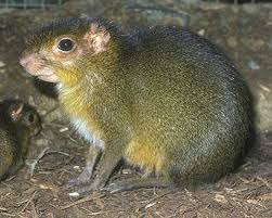 small mammal pictures