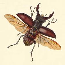 large beetles