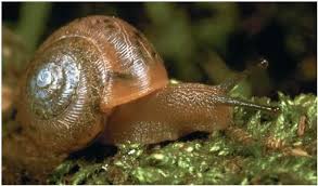 SNAIL