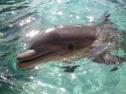 pictures bottlenose dolphins