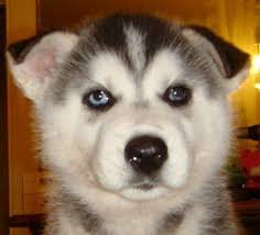 husky puppy