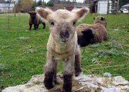 miniature sheep