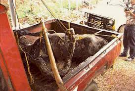 anaconda snake pictures