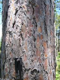 pictures red pine trees