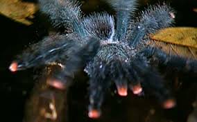 pink-toed tarantulas hunt