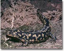 external image Eastern-Tiger-Salamander_copy.jpg