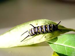 queen butterfly pictures