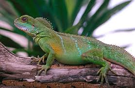 water dragon lizards