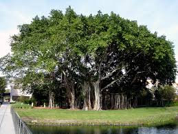 tree pictures