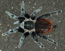 mexican red rump tarantula
