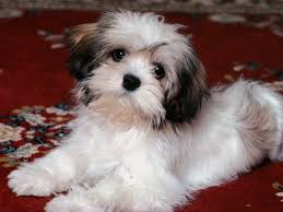 lhasa apso puppy