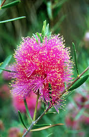 Melaleuca fulgens
