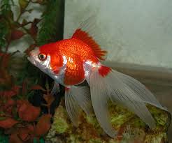 fantail goldfish pictures