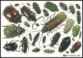 insects beetles pictures