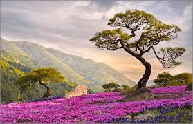 landscape pine trees