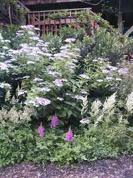 pictures hydrangeas