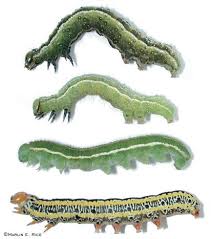 photos caterpillars