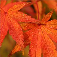 pictures of leaves