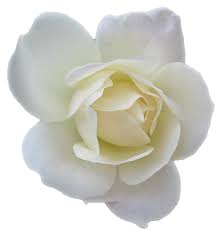 white rose flower