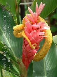 eyelash viper snake