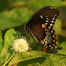 pipevine swallowtail caterpillar