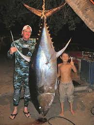 biggest tuna fish